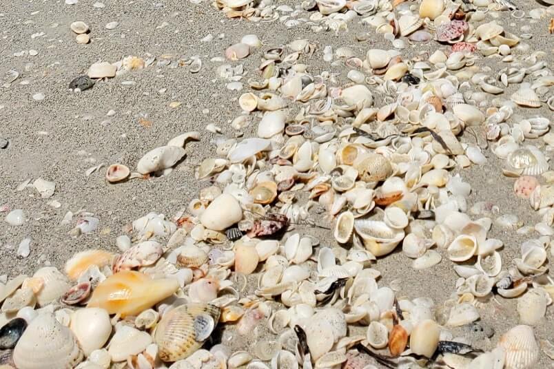 Tarpon Bay Beach shells. gulf coast, southwest florida travel blog