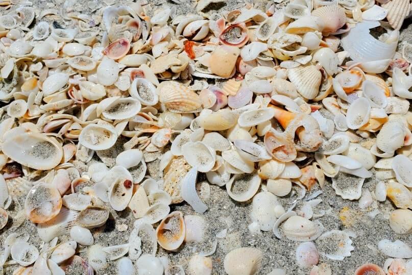 Tarpon Bay Beach shells. gulf coast, southwest florida travel blog