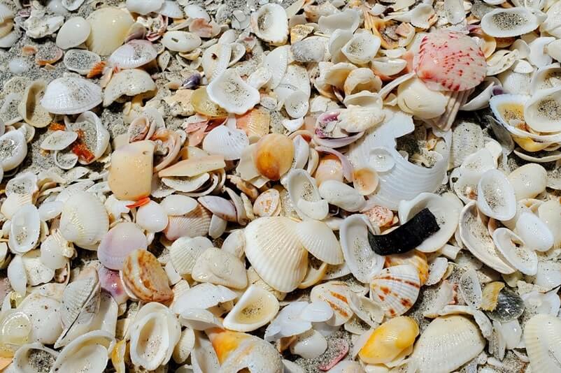Tarpon Bay Beach shells. gulf coast, southwest florida travel blog