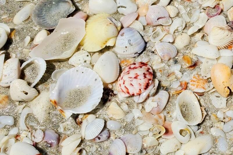 Tarpon Bay Beach shells. gulf coast, southwest florida travel blog