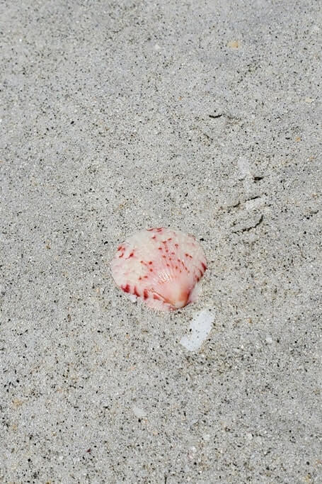 Tarpon Bay Beach shells. gulf coast, southwest florida travel blog