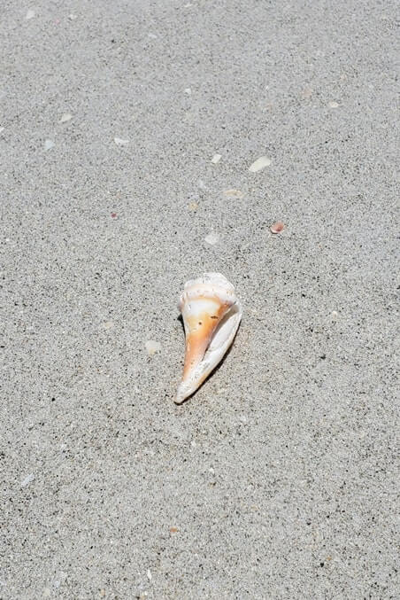 Tarpon Bay Beach shells. gulf coast, southwest florida travel blog
