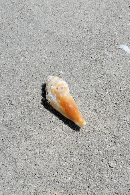 Tarpon Bay Beach shells. gulf coast, southwest florida travel blog