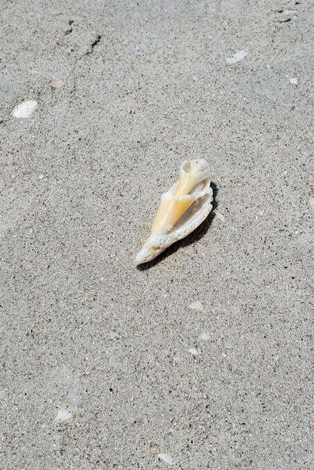 Tarpon Bay Beach shells. gulf coast, southwest florida travel blog
