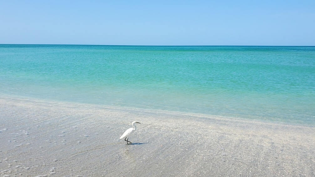Turner Beach shelling beach, captiva island shelling beach. florida travel blog