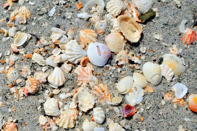 Turner Beach shells. best captiva island shells. best captiva island beaches for shelling. turner beach seashells. gulf coast, southwest florida travel blog