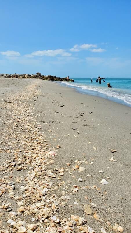Turner Beach shells, captiva island shells. florida travel blog