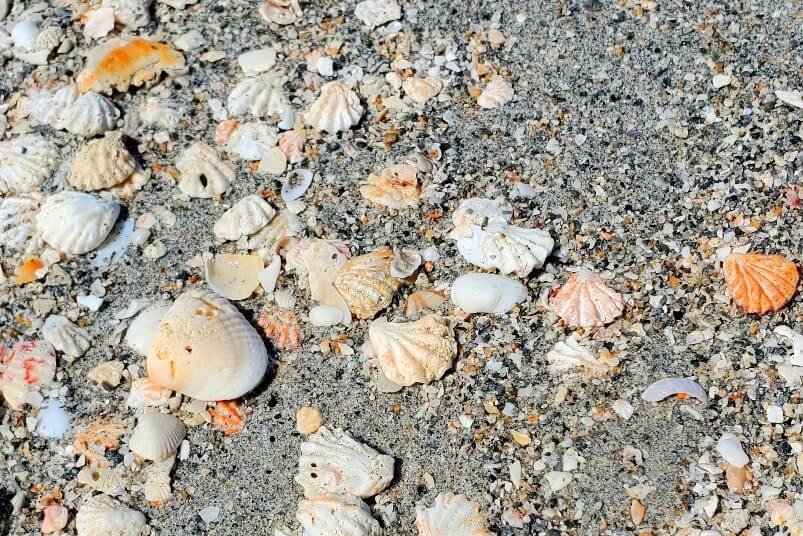 Turner Beach shells, captiva island shells. florida travel blog