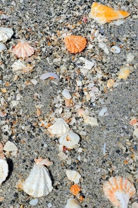 Turner Beach shells, captiva island shells. florida travel blog