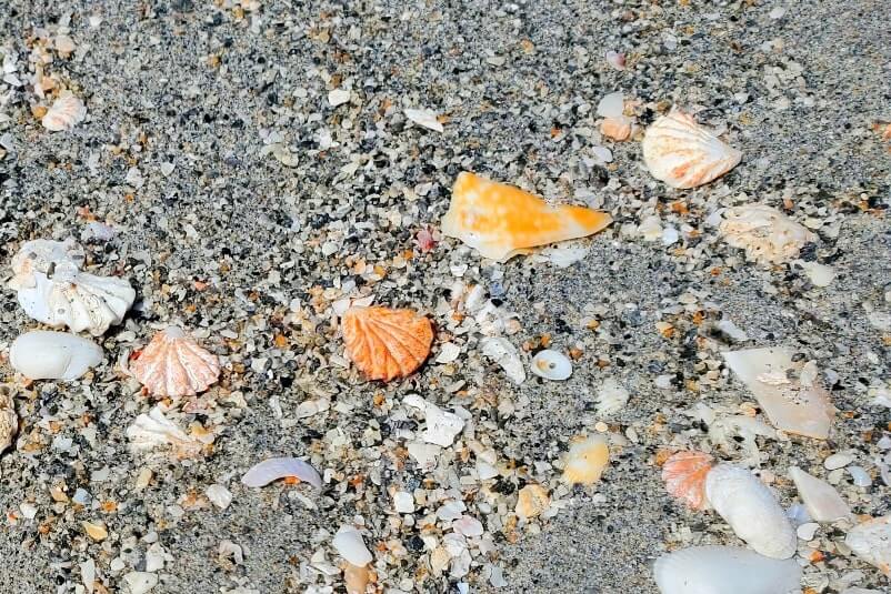 Turner Beach shells, captiva island shells. florida travel blog