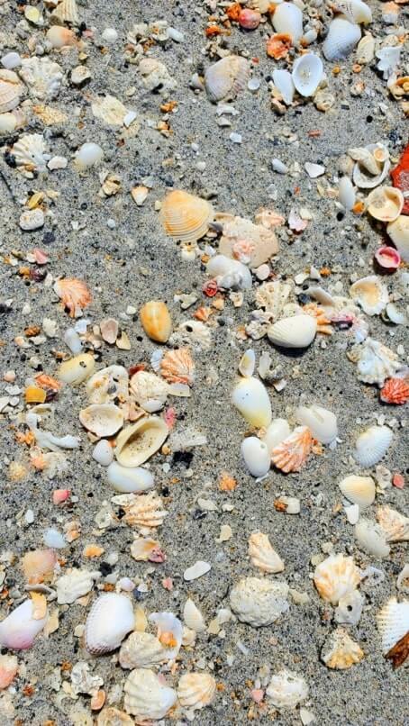 Turner Beach shells, captiva island shells. florida travel blog