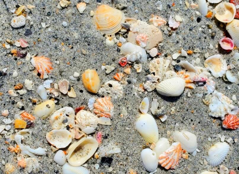 Turner Beach shells, captiva island shells. florida travel blog