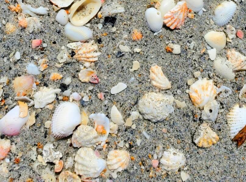 Turner Beach shells, captiva island shells. florida travel blog