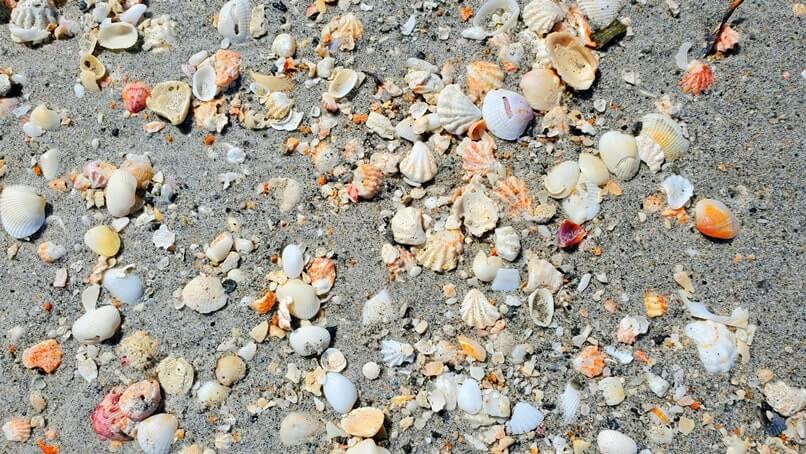 Turner Beach shells, captiva island shells. florida travel blog