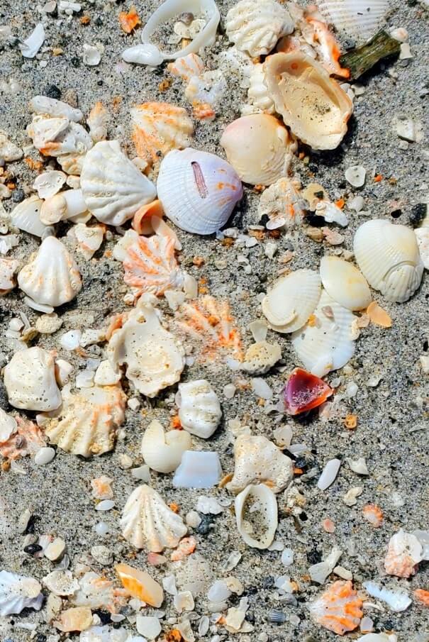 Turner Beach shells, captiva island shells. florida travel blog