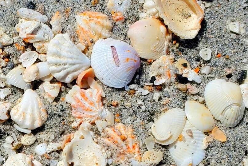 Turner Beach shells, captiva island shells. florida travel blog