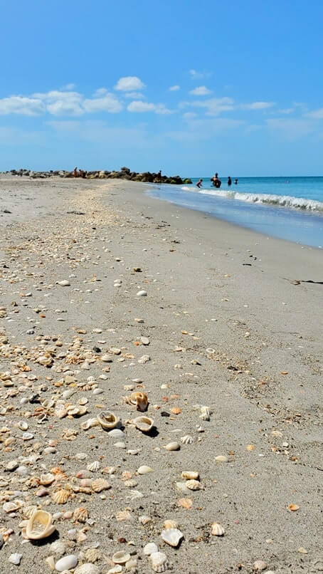 Turner Beach shells, captiva island shells. florida travel blog