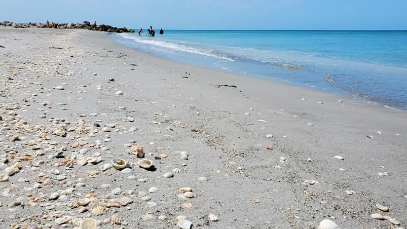 Turner Beach shells, captiva island shells. florida travel blog