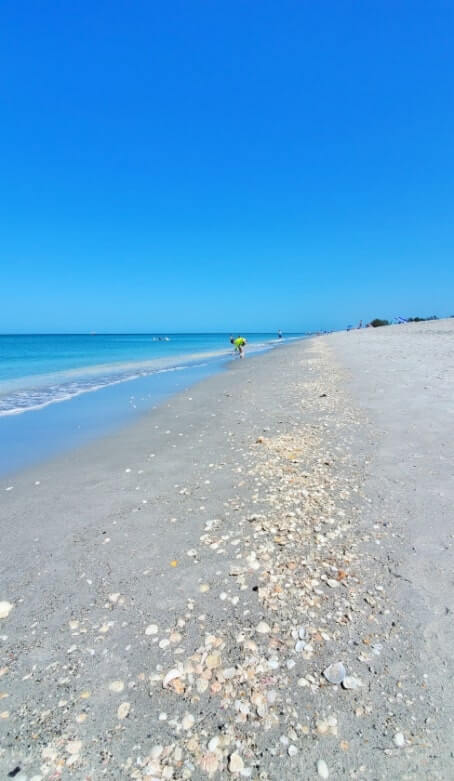 Turner Beach shells, captiva island shells. florida travel blog