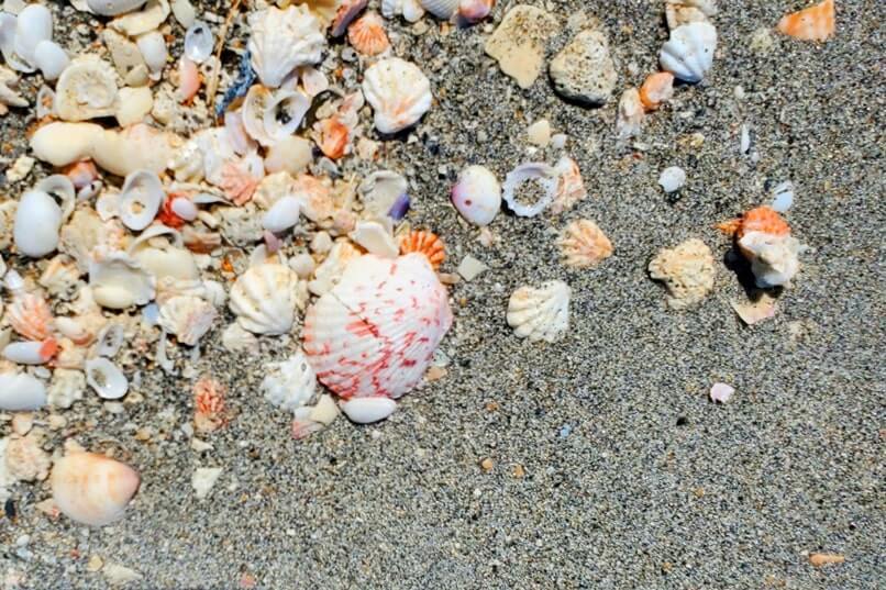 Turner Beach shells, captiva island shells. florida travel blog