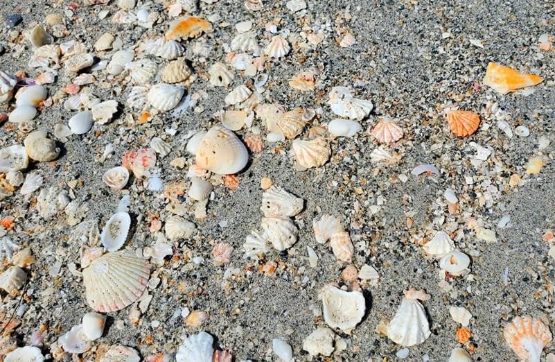 Turner Beach shells, captiva island shells. florida travel blog