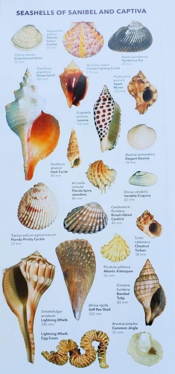 turner beach shells, captiva island shell identification guide. what shells can you find on captiva island beaches at turner beach? southwest florida travel blog