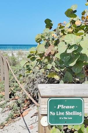 turner beach live shelling. southwest florida travel blog