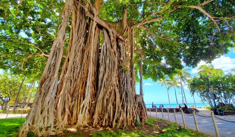 Banyan tree in Waikiki. Kuhio Beach banyan tree near waikiki beach. waikiki banyan tree. honolulu banyan tree. oahu banyan tree. honolulu, oahu, hawaii travel blog