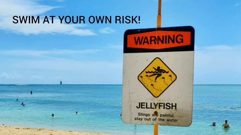 swimming during waikiki jellyfish invasion. oahu jellyfish. honolulu jellyfish. how to avoid jellyfish sting in waikiki, oahu, honolulu. hawaii travel blog