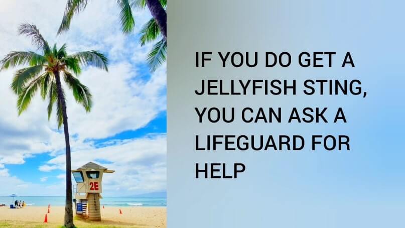 what to do if you get stung by jellyfish in waikiki, oahu, honolulu. waikiki jellyfish lifeguard. hawaii travel blog