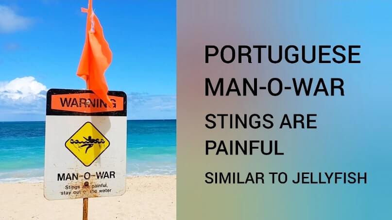 waimanalo beach portuguese man o war. oahu beach portuguese man o war. waimanalo beach swimming. waimanalo beach jellyfish. hawaii travel blog