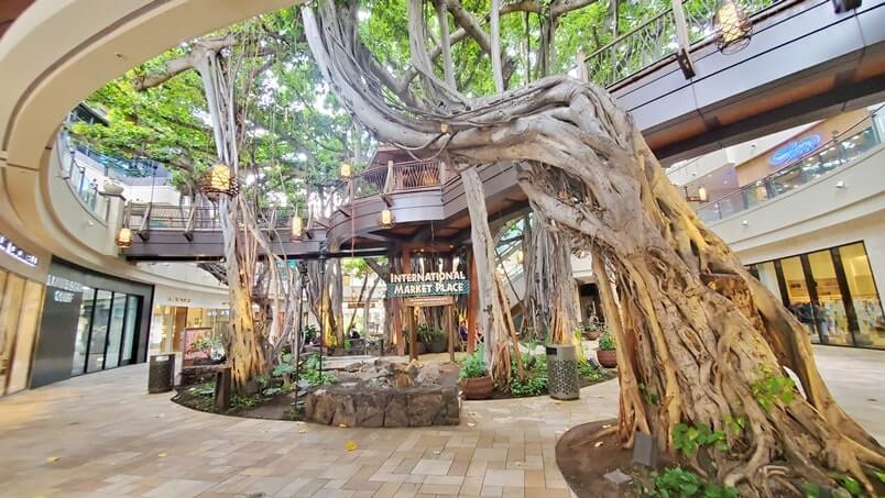 Things to do in Waikiki for free: see a banyan tree in waikiki at international market place. honolulu, oahu, hawaii travel blog