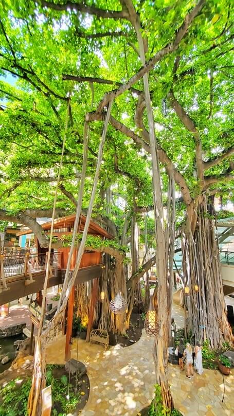 Things to do in Waikiki for free: see a banyan tree in waikiki at international market place. honolulu, oahu, hawaii travel blog