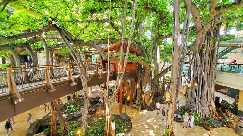 Things to do in Waikiki for free: see a banyan tree in waikiki at international market place. honolulu, oahu, hawaii travel blog