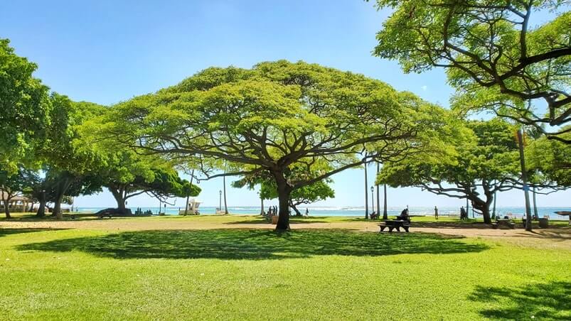 Things to do in Waikiki for free: waikiki park, kapiolani park. honolulu, oahu, hawaii travel blog