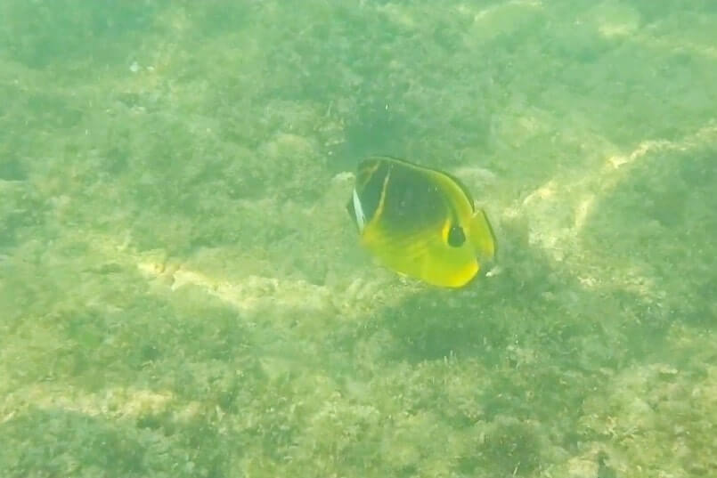 Things to do in Waikiki for free: waikiki snorkeling at queens beach. honolulu, oahu, hawaii travel blog