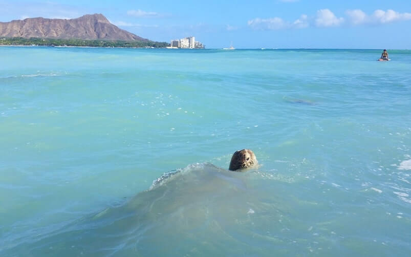Things to do in Waikiki for free: where to see turtles in waikiki. waikiki turtles. fort derussy beach pier at outrigger reef hotel, waikiki beach park. honolulu, oahu, hawaii travel blog