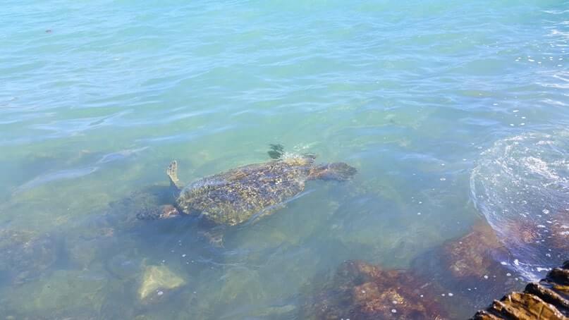 Things to do in Waikiki for free: where to see turtles in waikiki. waikiki turtles. fort derussy beach pier at outrigger reef hotel, waikiki beach park. honolulu, oahu, hawaii travel blog