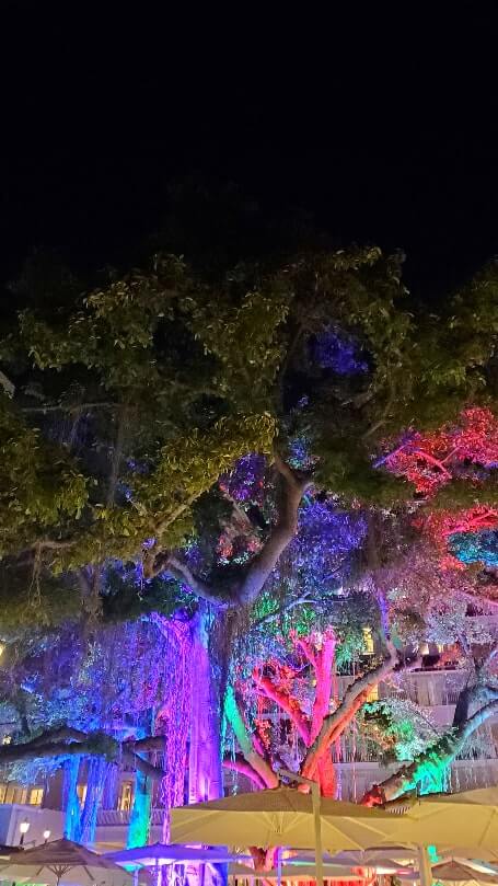 things to do in waikiki at night: moana surfrider banyan tree at night. waikiki banyan tree at night. honolulu at night. oahu at night. hawaii travel blog