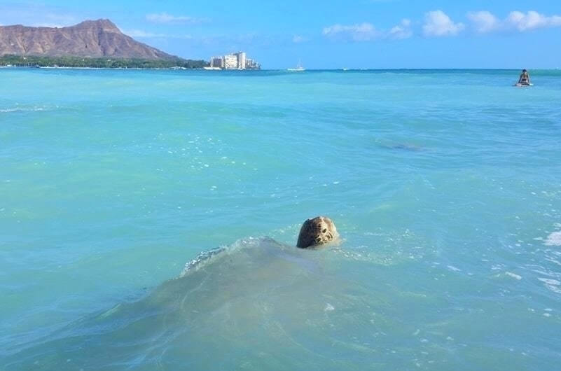 waikiki beach turtles near banan waikiki