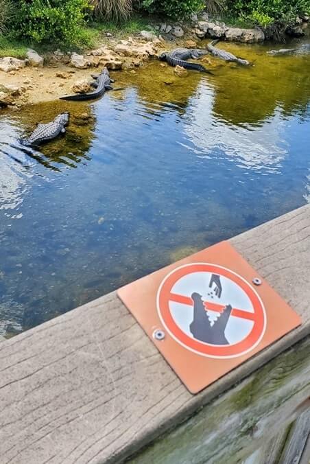 Big Cypress National Preserve alligators: don't fee the alligators in the Everglades of Florida