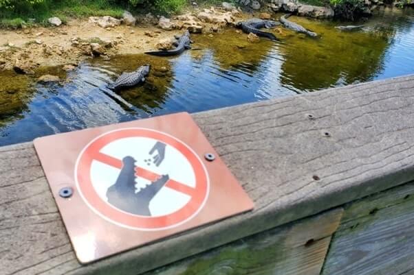 Big Cypress National Preserve alligators: don't fee the alligators in the Everglades of Florida