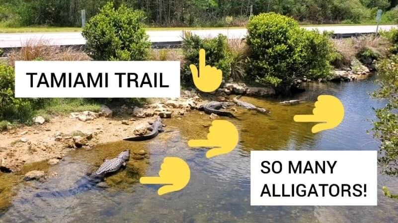 Best things to do in Big Cypress National Preserve: See alligators in Big Cypress National Preserve in the Everglades of Florida