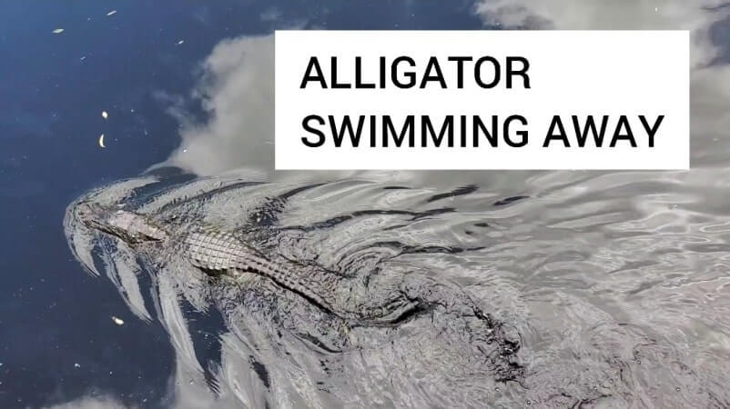 Best things to do in Big Cypress National Preserve: See alligators in Big Cypress National Preserve in the Everglades of Florida