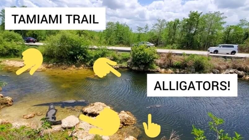 Big Cypress National Preserve alligators: Oasis Visitor Center in Big Cypress National Preserve for where to see alligators in the Everglades of Florida