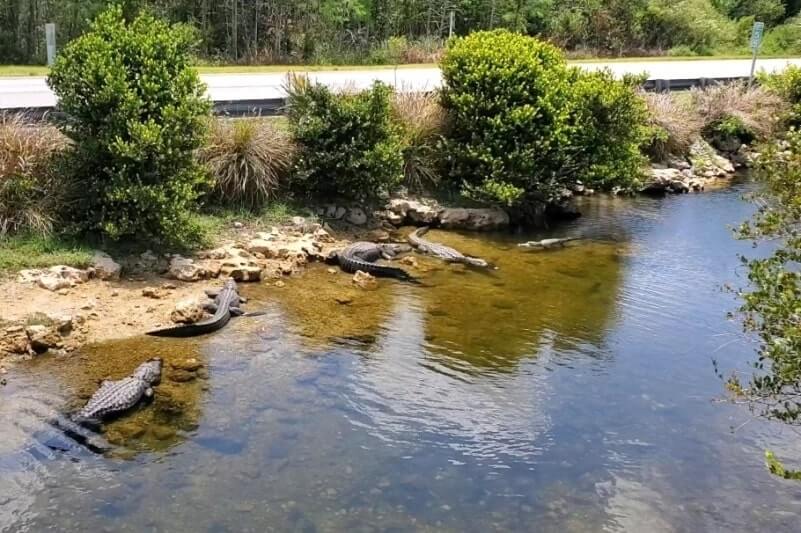 Big Cypress National Preserve alligators: Oasis Visitor Center in Big Cypress National Preserve for where to see alligators in the Everglades of Florida