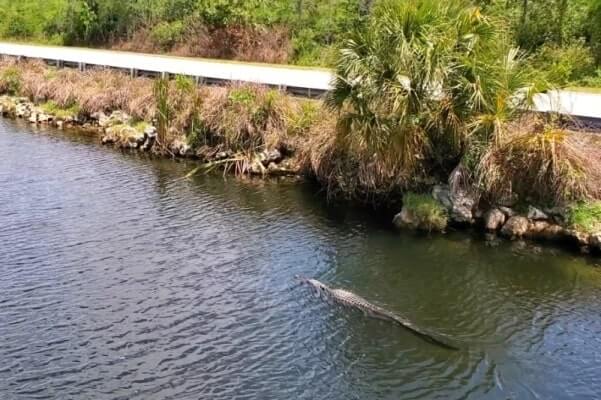 Big Cypress National Preserve alligators: Oasis Visitor Center in Big Cypress National Preserve for where to see alligators in the Everglades of Florida