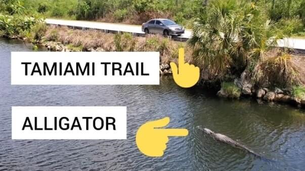 Big Cypress National Preserve alligators: Oasis Visitor Center in Big Cypress National Preserve for where to see alligators in the Everglades of Florida
