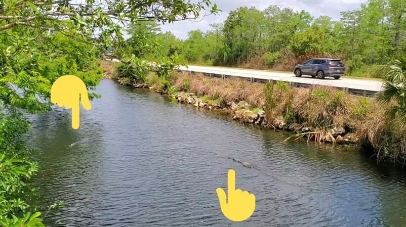 Big Cypress National Preserve alligators: Oasis Visitor Center in Big Cypress National Preserve for where to see alligators in the Everglades of Florida