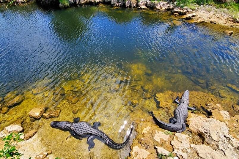 Big Cypress National Preserve alligators: Oasis Visitor Center in Big Cypress National Preserve for where to see alligators in the Everglades of Florida